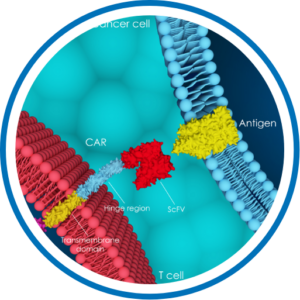 Science | PeproMene Bio, Inc.PeproMene Bio Inc