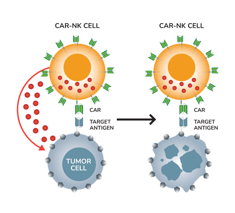 BAFFR CAR-NK Cells - PeproMene Bio IncPeproMene Bio Inc