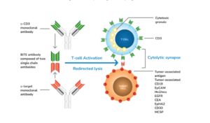 BAFFR CAR-T Cells - PeproMene Bio IncPeproMene Bio Inc